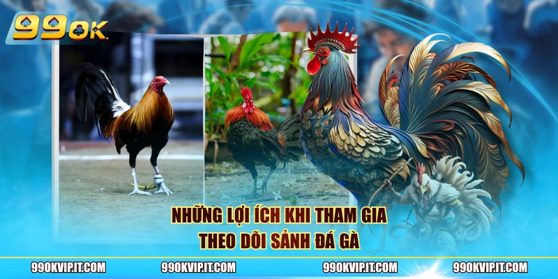 Những lợi ích khi tham gia theo dõi sảnh đá gà 